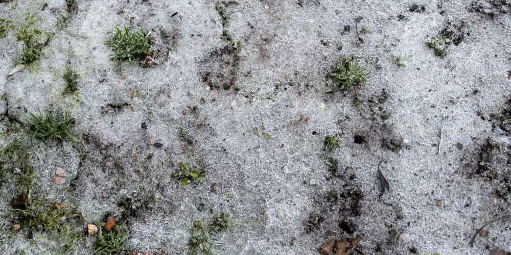 frozen ground/lawn