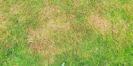 Green lawn with dead spot. disease cause amount of damage to green lawns, lawn in bad condition. Lawn problem